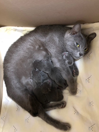 Dixie with newborn kittens